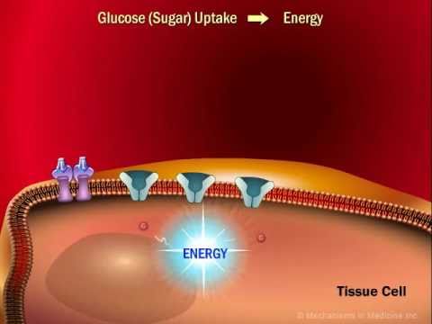 How level of Insulin impacts Muscle Building?
