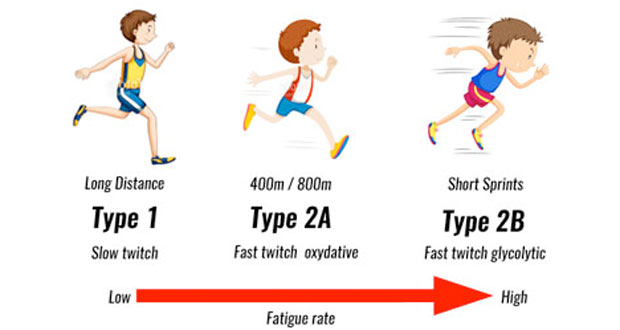 Fast & Slow Twitch Muscle Fibres