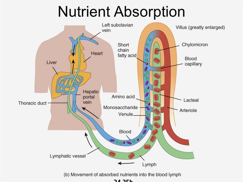 How can you improve absorption of micronutrients?