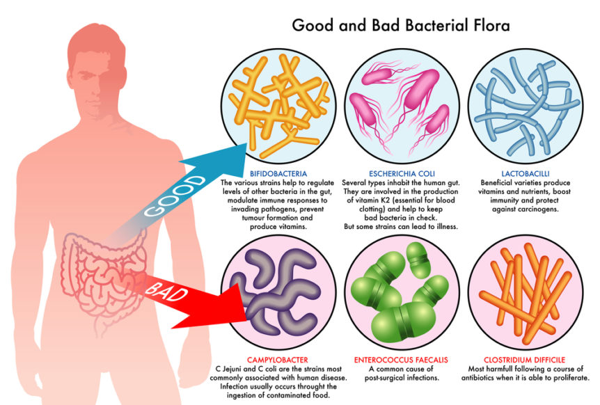 Gut bacteria not calories determine whether you are thin or fat