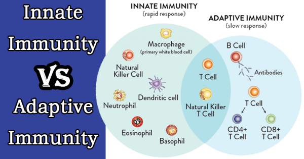 Immune System All You Need To Know Genefitletics