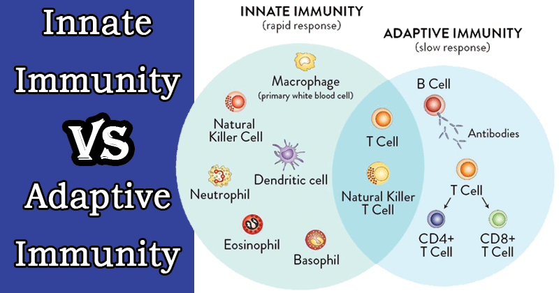 Immune System: All you need to know
