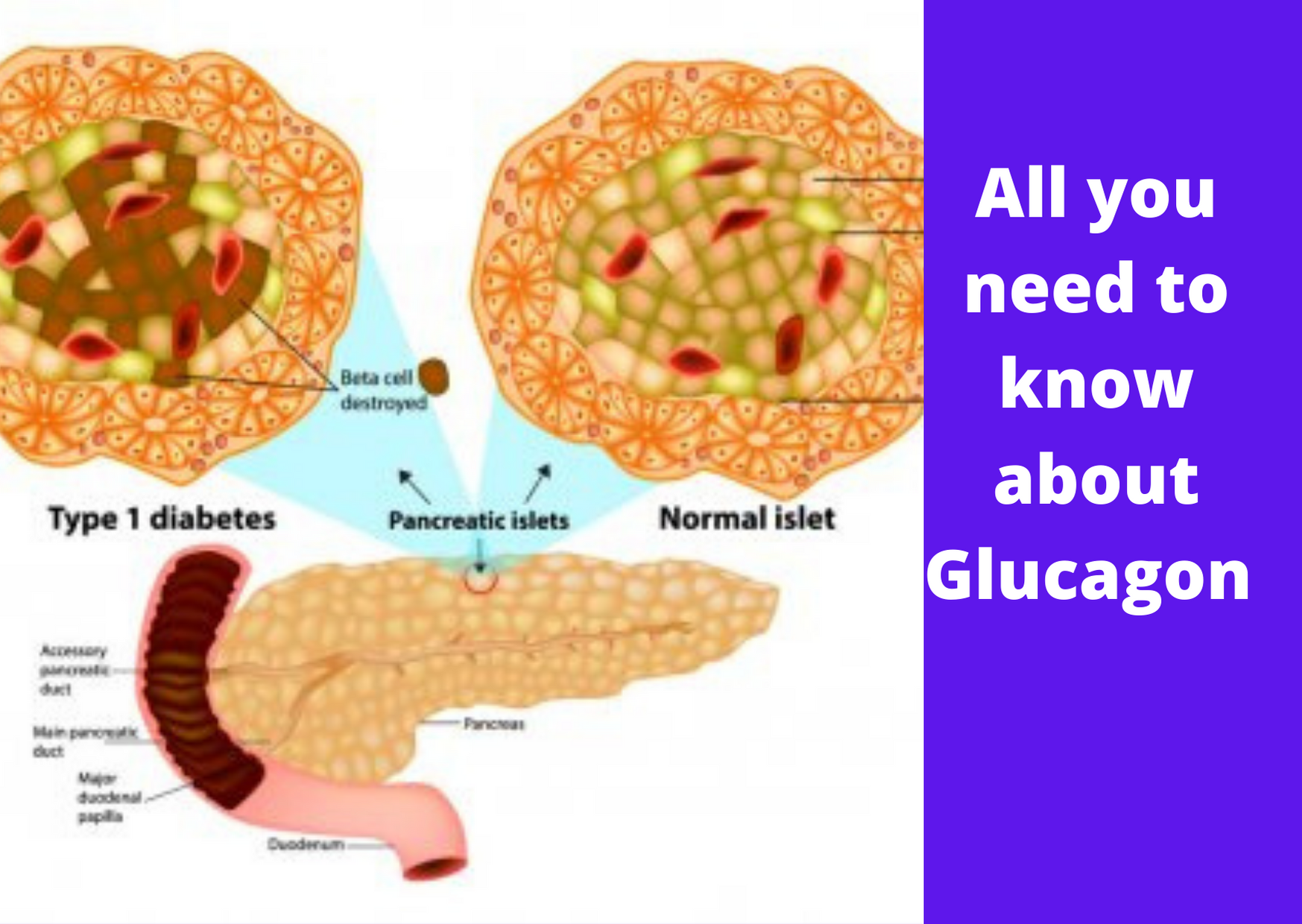 All you need to know about Glucagon