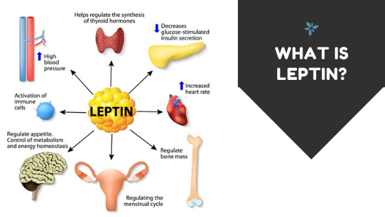 What is Leptin?