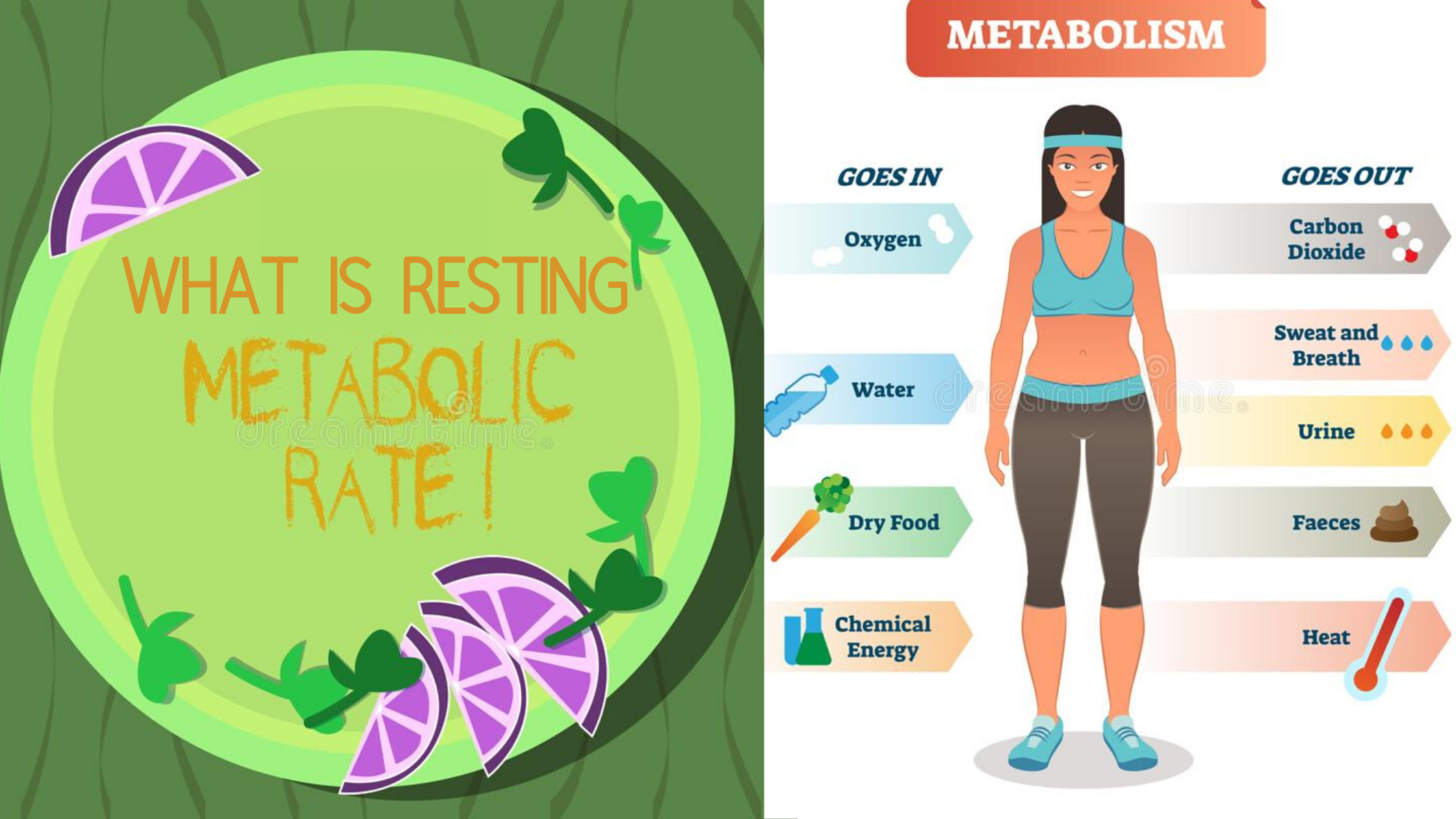 What is Resting Metabolic Rate?