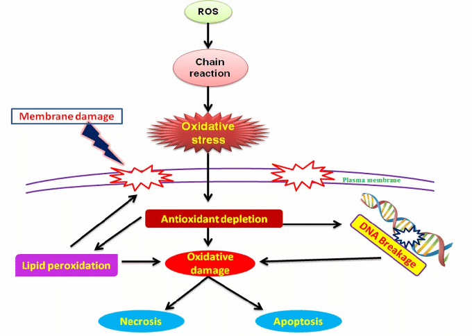 Oxidative stress & Genes: Are they interrelated?