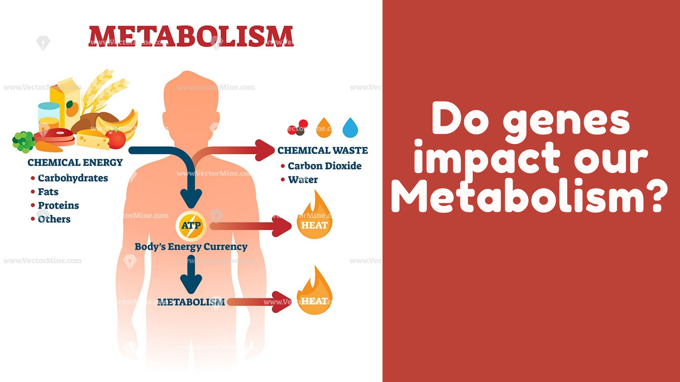 Do genes impact our Metabolism?