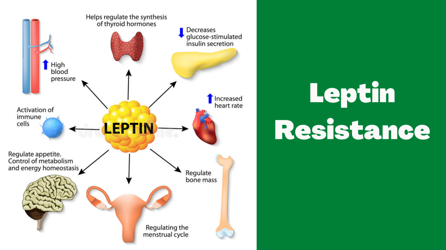 pin-on-leptin-resistance