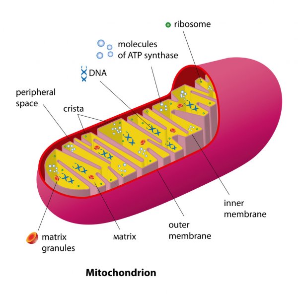 Mitochondria : The energy source