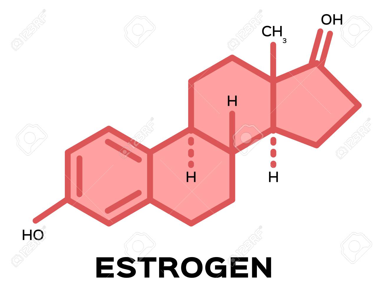 Role of Estrogen