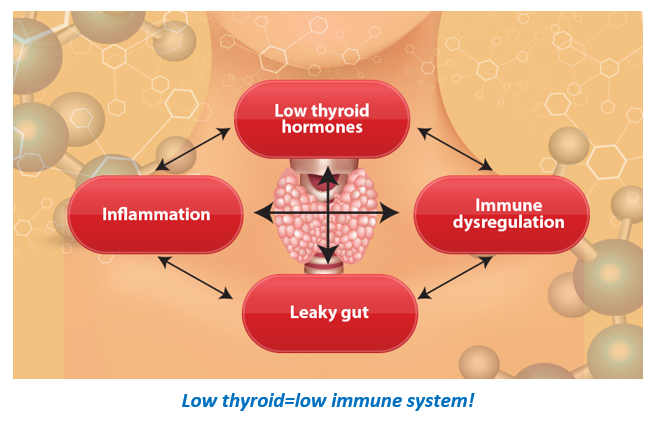 Relationship between Thyroid & Gut