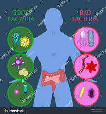 Impact of Antibiotics on your Gut