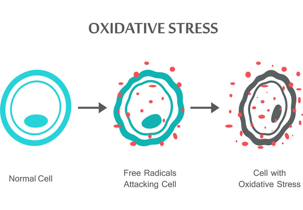 Foods to combat oxidative stress