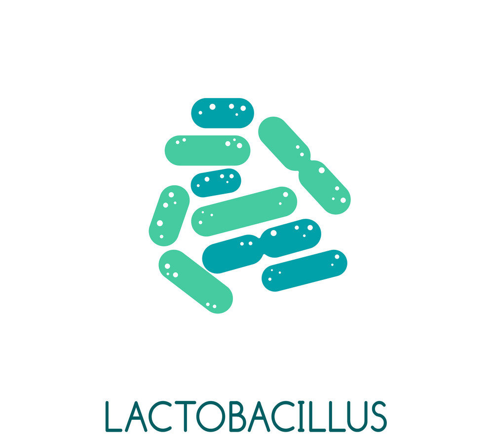 Lactobacillus: Your Best friend