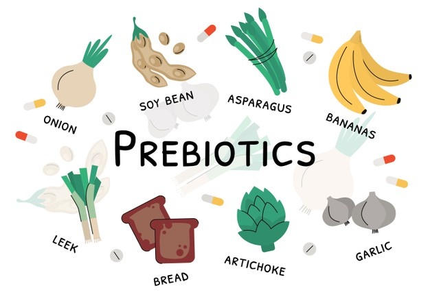 How Prebiotics are beneficial for your health?