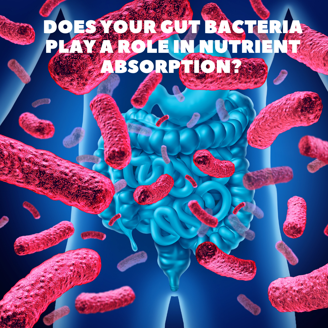 Does your Gut Bacteria play a role in nutrient absorption?