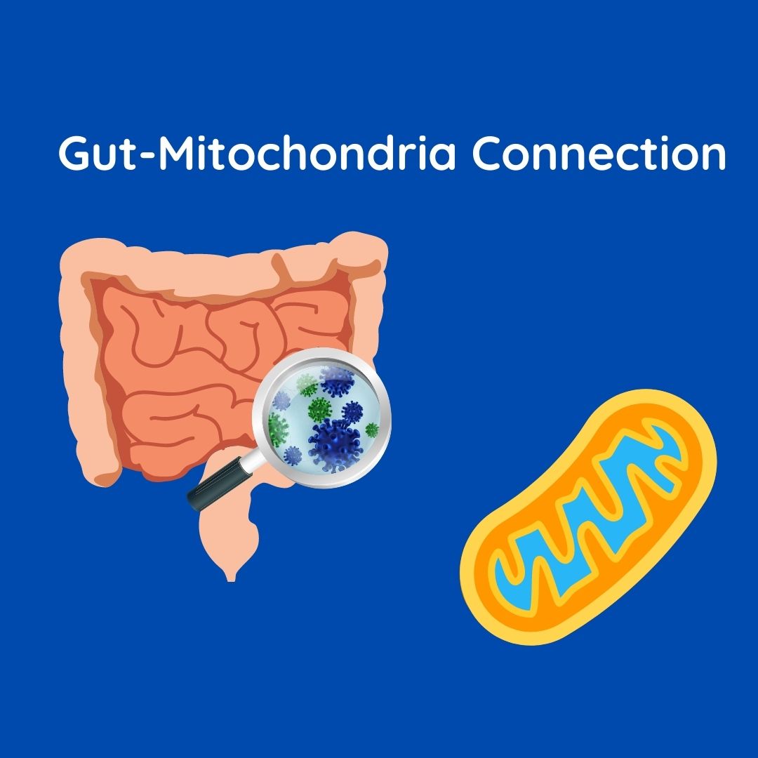 Gut-Mitochondria Connection