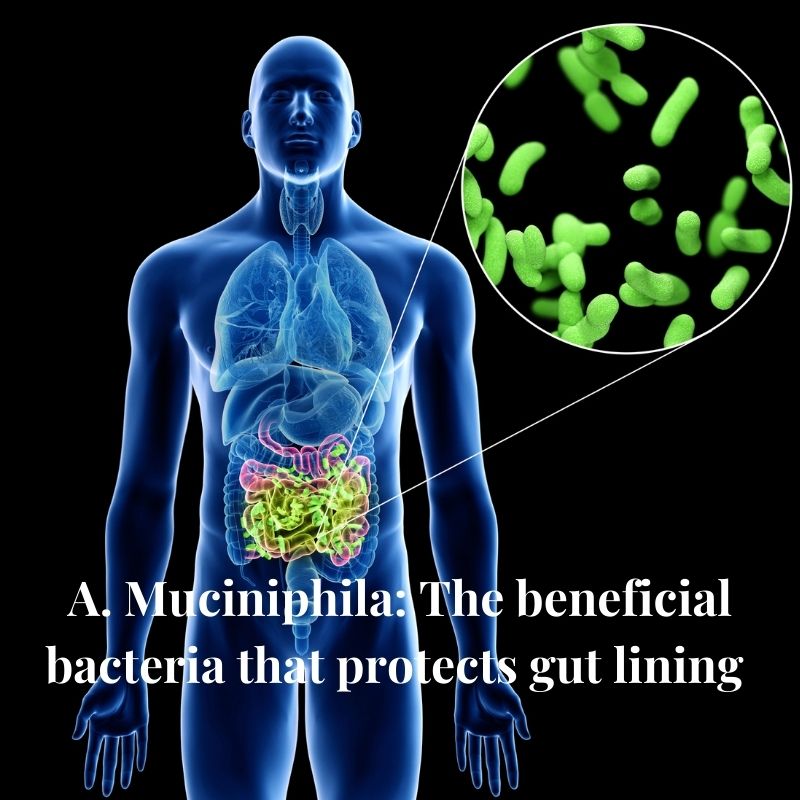 A. Muciniphila: The beneficial bacteria that protects gut lining