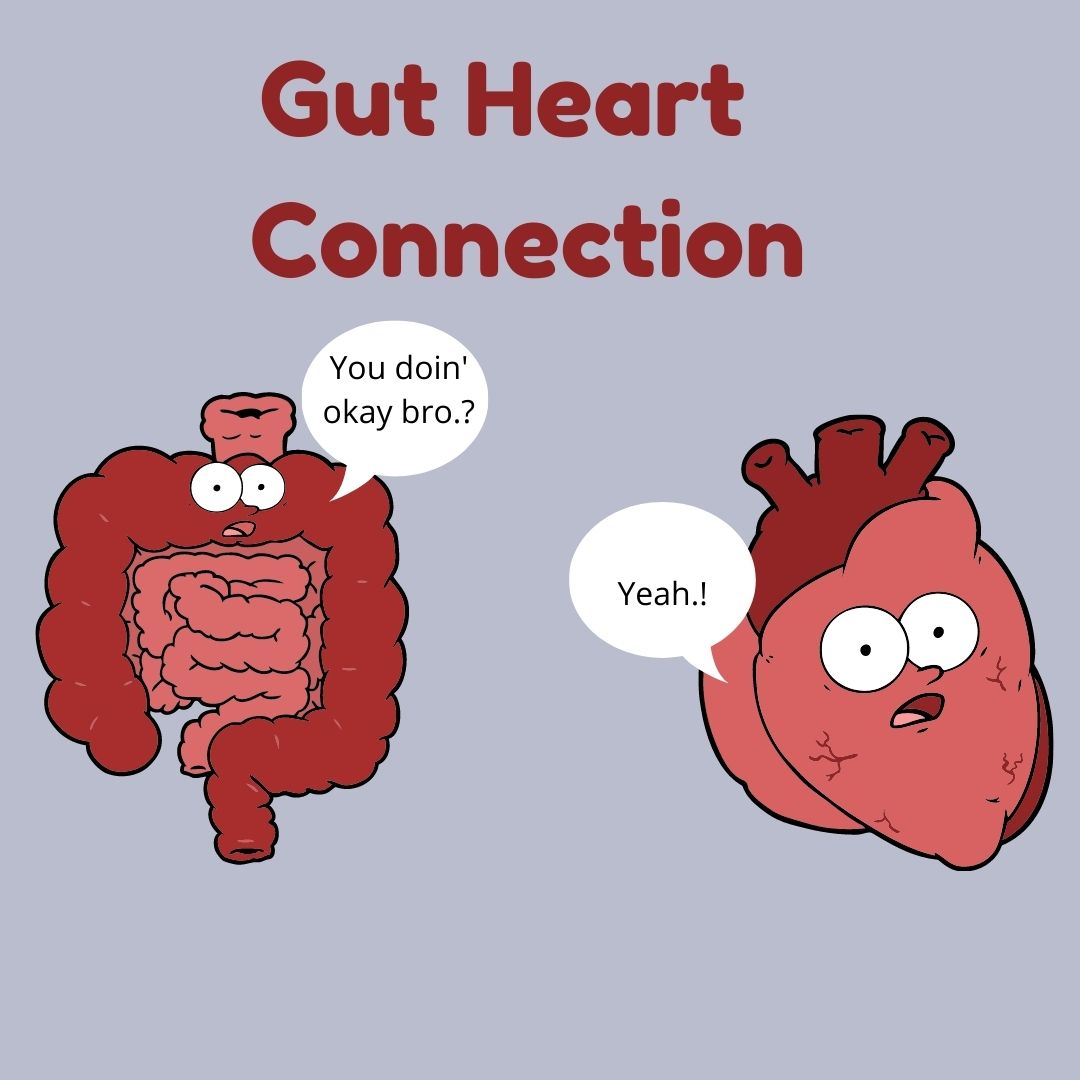 Gut-Heart connection